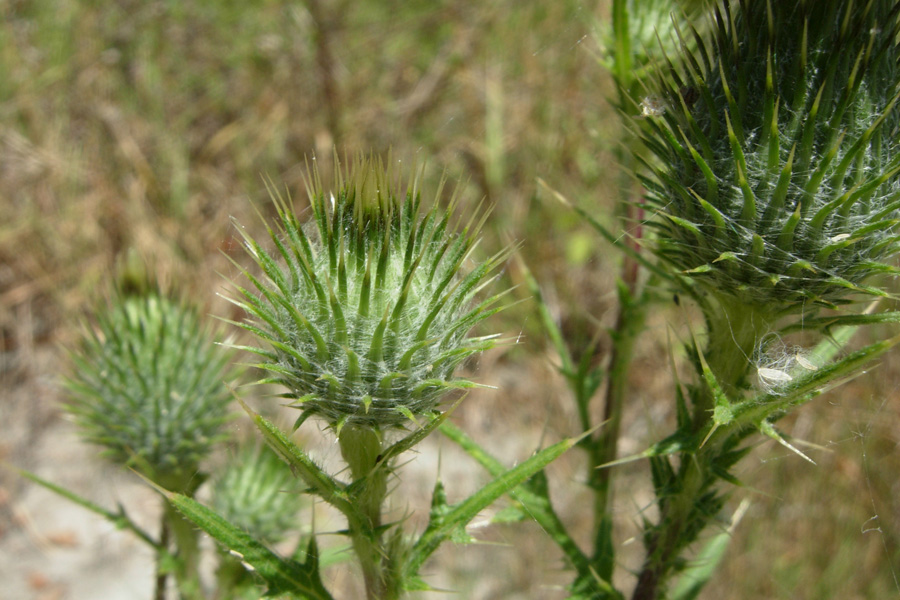 Cirsium vulgare e C. sp.